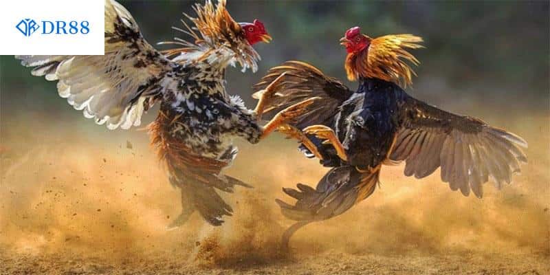 Cách Nuôi Gà Đá Chân Mạnh Với 1 Số Bí Quyết Hiệu Quả