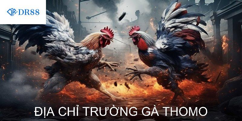 Địa Chỉ Trường Gà Thomo Uy Tín Nhất Hiện Nay - DR88