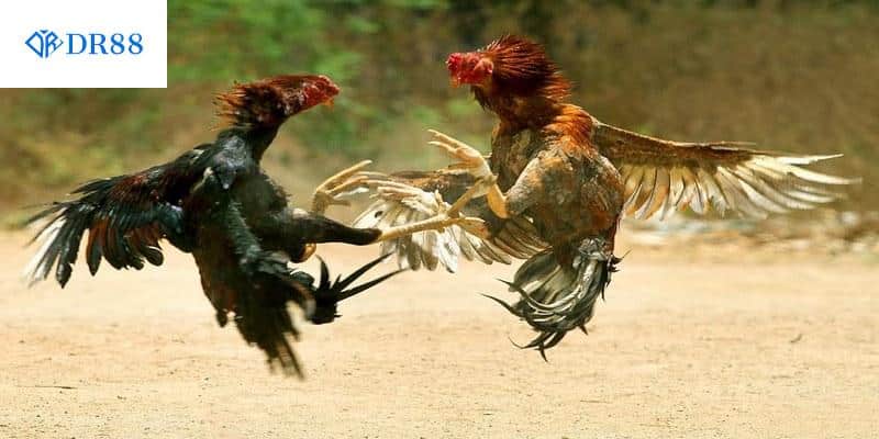 Đưa ra quy định luật đá gà đảm bảo trận đấu diễn ra công bằng, minh bạch