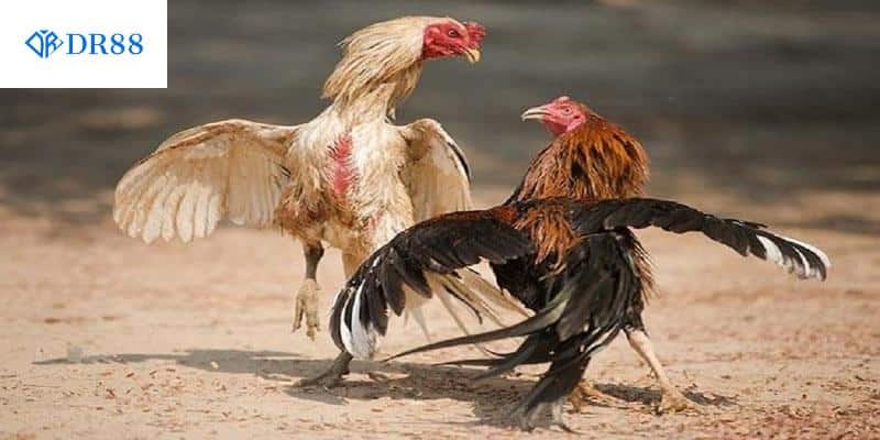 Mỗi hình thức cược có quy định về luật đá gà riêng biệt