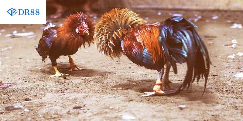 Nắm rõ luật đá gà là điều rất quan trọng