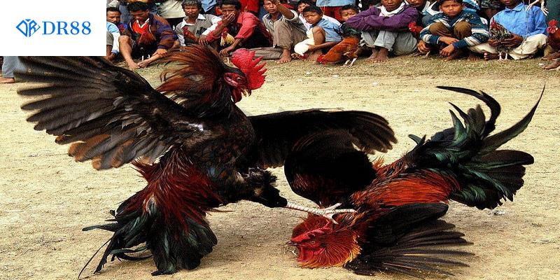 Luật Đá Gà Chuẩn Cho Người Mới Cần Biết - DR88